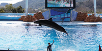 アドベンチャーワールドのイルカショー| キャステル | CASTEL ディズニー情報
