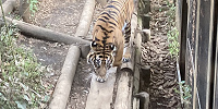 スマトラトラ／上野動物園| キャステル | CASTEL ディズニー情報