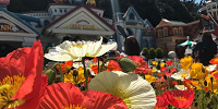 春のディズニー| キャステル | CASTEL ディズニー情報