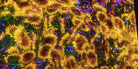 Flowers Forest| キャステル | CASTEL ディズニー情報