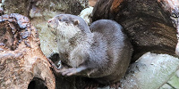 海遊館のカワウソ| キャステル | CASTEL ディズニー情報