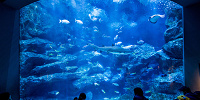 スカイツリー　水族館| キャステル | CASTEL ディズニー情報