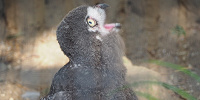 動物園内には可愛い動物がたくさん！| キャステル | CASTEL ディズニー情報