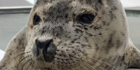 須磨海浜水族園で生まれたラッコ「メカブ」| キャステル | CASTEL ディズニー情報