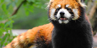 【天王寺動物園】おすすめポイント＆見どころ6選！テレビで話題「奇跡のニワトリ」とは？