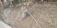 その他の動物| キャステル | CASTEL ディズニー情報