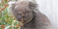 天王寺動物園：【おすすめ②】コアラ他、多くの動物に会える| キャステル | CASTEL ディズニー情報