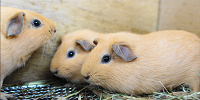 天王寺動物園：【おすすめ④】ふれあい広場| キャステル | CASTEL ディズニー情報