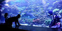大分マリーンパレス水族館うみたまご| キャステル | CASTEL ディズニー情報