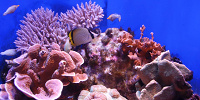 美ら海水族館のチケット料金| キャステル | CASTEL ディズニー情報