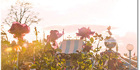 ディズニーランドローズの特徴| キャステル | CASTEL ディズニー情報