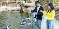 ペンギン| キャステル | CASTEL ディズニー情報