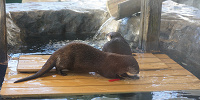 自然の中で遊ぶカワウソたちの姿を間近で観られる展示も| キャステル | CASTEL ディズニー情報