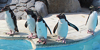 ペンギンのお食事タイム／京急油壷マリンパーク| キャステル | CASTEL ディズニー情報
