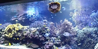 サンゴ礁の水槽| キャステル | CASTEL ディズニー情報