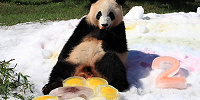 アドベンチャーワールドのパンダ| キャステル | CASTEL ディズニー情報