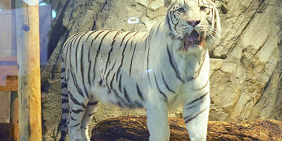 【2025】ニフレルの料金・割引について徹底解説！お得なチケットを手に入れるには？