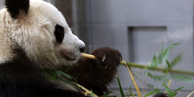 【パンダに会える】神戸市立王子動物園まとめ！営業時間、チケット料金、見どころや遊園地エリア情報