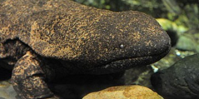 京都水族館の顔・オオサンショウウオを解説！キモかわいさで人気？！展示の見どころやグッズ情報まとめ