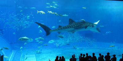 美ら海水族館のジンベエザメ情報まとめ！美ら海水族館のジンベエザメのプロフィール、展示内容、見どころやジンベエザメの生態など徹底解説