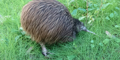 天王寺動物園の飛べない鳥「キーウィ」を徹底解説！キュートなキーウィに会える唯一の動物園が大阪に！