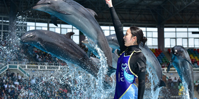 アドベンチャーワールドのイルカショーを解説！料金・見どころ・おすすめ席は？