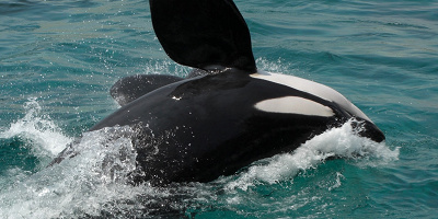 アドベンチャーワールドにシャチはいる？過去のショーと現在のシャチについて解説！