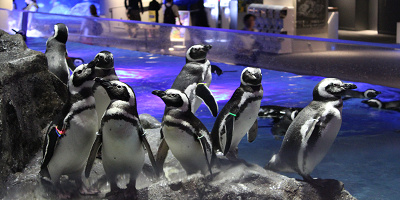 【2024】すみだ水族館の料金を解説！年パスがお得＆電子チケットなら混雑日も安心♪