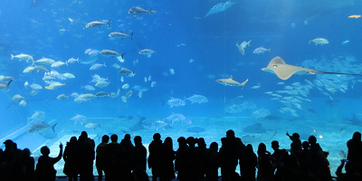 美ら海水族館徹底ガイド！チケット料金＆割引方法まとめ！お土産やランチ・ホテル情報も！