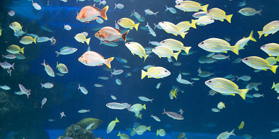 サンシャイン水族館の混雑は？平日＆土日祝・長期休みの混み具合・特に混雑する人気スポットまとめ！