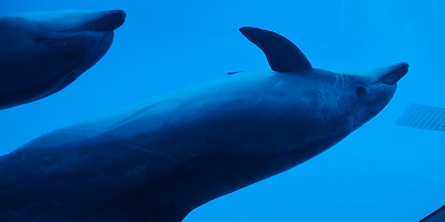 【徒歩5分】名古屋港水族館の周辺駐車場の料金＆アクセスまとめ！おすすめの駐車場も！