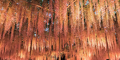 【2025】あしかがフラワーパークの混雑まとめ！大藤まつり＆イルミネーションに注意！混雑回避方法も！