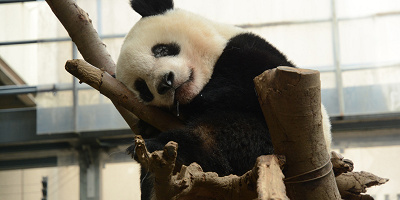 【上野動物園】おすすめ駐車場8選！安くて近い駐車場を入場門別に紹介、注意点や料金比較も