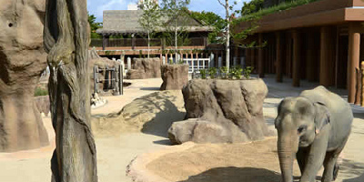 【2019】東山動物園のゴリラまとめ！人気のイケメンゴリラとは？ゴリラ園が新たにオープン！