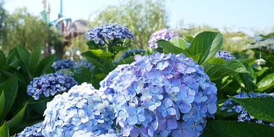 【2025】6月のディズニーの服装まとめ！おすすめのアイテム＆コーデ例！ディズニーバウンドも！