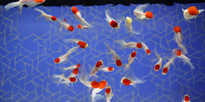 【最新】すみだ水族館が7/6にリニューアル！クラゲエリアが2倍になり、飼育の様子も観察できる！ 