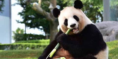 【2023】アドベンチャーワールドのパンダに会いに行こう！全7頭の名前、2023年2月に3頭が中国へ
