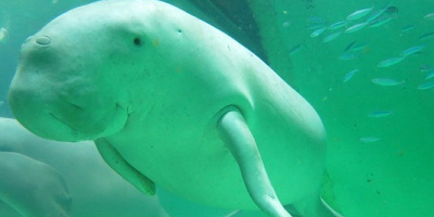 【鳥羽水族館】日本でジュゴンに会える唯一の場所！ジュゴンの名前、プロフィール、魅力、お土産を徹底解説！