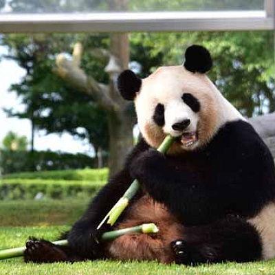 パンダへ会いに行こう！