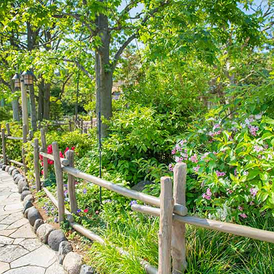 オオベニウツギ