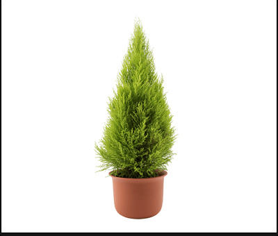 ディズニークリスマスツリー おうちで作れるツリーセットが登場 値段 注文方法 セット内容まとめ