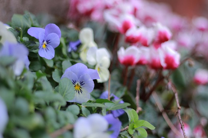 必見 春秋のディズニー花粉情報 花粉対策グッズまとめ