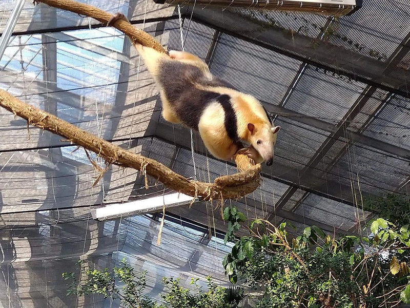 ディズニー顔アプリ Toonme を解説 使い方や加工手順まとめ 無料版 有料版の違いや注意点も