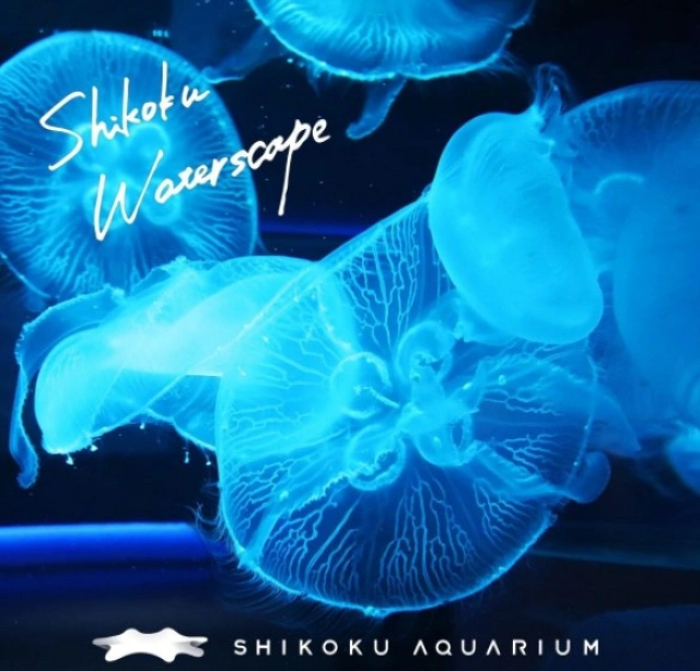 四国水族館のクラゲ キャステル Castel ディズニー情報 四国水族館のクラゲ キャステル Castel ディズニー情報