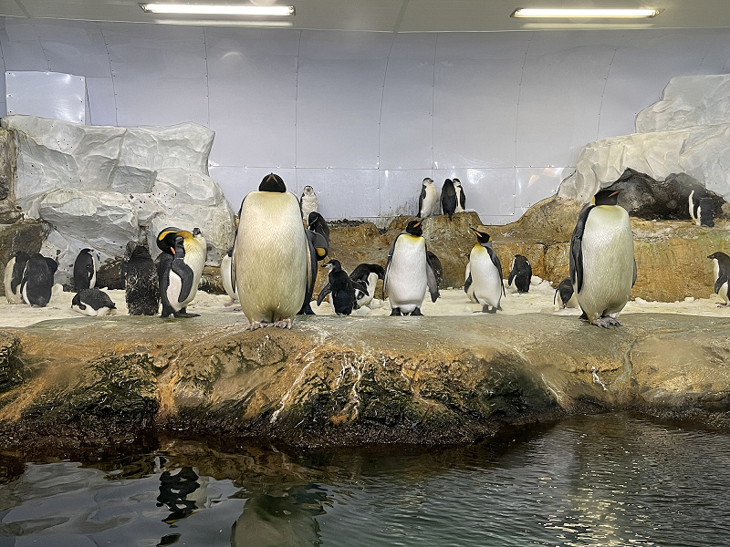 アドベンチャーワールドのペンギンを解説！全8種類の種類、人気のイベント、お土産情報も