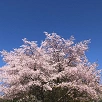キャステル 【韓国】4月の気温とおすすめの服装まとめ！春におすすめの観光スポットや、旅行の注意点も！