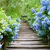 キャステル 【鎌倉】明月院の見どころを紹介！あじさい・紅葉の時期は？甘味処、庭園、アクセスなど