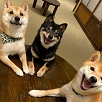 キャステル 【原宿】大人気の豆柴カフェに行ってきた！料金、整理券、アクセス、服装、体験談まとめ♪