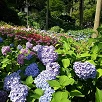 キャステル 【京都】初夏に楽しみたい紫陽花の名所11選！6〜7月はあじさいが美しい京都に行こう♪