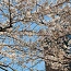 ランキング画像